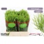 product/img.floraplaza.nl/LLEPGD6-LIVE_fotos-0xFA35FA303F27AB1C33C8449DDEE605B55D1E8EF7.jpg