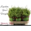 product/img.floraplaza.nl/LLEPGD7-LIVE_fotos-0xF03EFED19D8132D781464628E1874431D082B554.jpg