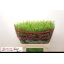product/img.floraplaza.nl/LLEPGD8-LIVE_fotos-0x1017D9BAC62C9B4A37E4E92C5E836BFF66B3BABC.jpg