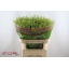product/img.floraplaza.nl/LLEPGD8-LIVE_fotos-0x9F5C9FEF4FCCA043DD465189FDE532E5850B75D4.jpg