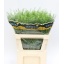 product/img.floraplaza.nl/LLEPGREB7-ASSORTI_fotos-MVA-Mordehai - Thlaspi greenbell.jpg