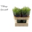 product/img.floraplaza.nl/LLEPGREB7-LIVE_fotos-0x62391DCFA7D04E4B39CE6CA2CCC3F3CF5D015618.jpg