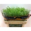 product/img.floraplaza.nl/LLEPGREB7-LIVE_fotos-0x907A0EE2BC1D9BE156A2C75D0112F65085FCC6B8.jpg