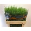 product/img.floraplaza.nl/LLEPGREB7-LIVE_fotos-0xF0F4F5AB87634BC10900AD6AA267C530DBF240FD.jpg