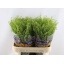 product/img.floraplaza.nl/LLEPGREB8-LIVE_fotos-0x11E956F9C8144E96EE01CAD11F8A6768AD755972.jpg