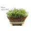 product/img.floraplaza.nl/LLEPGREB8-LIVE_fotos-0xD2BC5CDA78F0F9FED2E27B0385B4959937B553FF.jpg
