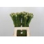 product/img.floraplaza.nl/LLEU6JADP-LIVE_fotos-0x47552A14240FBF2E35FB84AD56A44E682E1D56B5.jpg