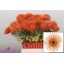 product/img.floraplaza.nl/LLEUGOLD5-LIVE_fotos-0x0FC1246802589AB9741F1D678B73B41A1EE8B650.jpg
