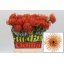 product/img.floraplaza.nl/LLEUGOLD5-LIVE_fotos-0x13186A8A6A89F94C8D13C7D5F1D625BCEE4DACE4.jpg