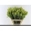 product/img.floraplaza.nl/LLEUPRO6-LIVE_fotos-0xB4ED925280CB967FA87287239F3BEABB283421B4.jpg