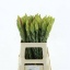 product/img.floraplaza.nl/LLEUPRO6-LIVE_fotos-0xCDAF8C1D7F1AAD4004BE958E8264074F00DB7D39.jpg