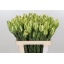 product/img.floraplaza.nl/LLEUPRO6-LIVE_fotos-0xD28E761828145AC387A2DE5B6E49EC2C041B8628.jpg
