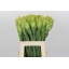 product/img.floraplaza.nl/LLEUPRO6-LIVE_fotos-0xDB81BB4D1069CF25DA0B6D4C6A70B6B6784BEA45.jpg