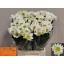 product/img.floraplaza.nl/LLEURHE6-LIVE_fotos-0x37181D7F6796FDE2750DC39DE51465CF44213D81.jpg