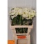 product/img.floraplaza.nl/LLEURHE6-LIVE_fotos-0x7898716F7DCA65264DCFAAE8C0B33401F29CF00B.jpg
