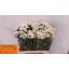 product/img.floraplaza.nl/LLEURHE6-LIVE_fotos-0x795EEC6A17C707A56D9191853E24D7B33ADEFEC0.jpg