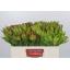 product/img.floraplaza.nl/LLEUSAFG5-LIVE_fotos-0x0EFC66AC06A24743CE81743280C21CC8EBBAD9DF.jpg