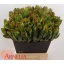 product/img.floraplaza.nl/LLEUSAFG5-LIVE_fotos-0x12DA5BFBA6D538E8FCA15031A10311FE8C430258.jpg