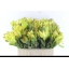 product/img.floraplaza.nl/LLEUSAFG5-LIVE_fotos-0x4C988B9BD317F1622A5875459750A86A5F418038.jpg