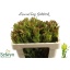 product/img.floraplaza.nl/LLEUSAFG5-LIVE_fotos-0x54993FFB0D9B30D72EA436F3EE3A601DAF40AABB.jpg