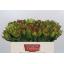 product/img.floraplaza.nl/LLEUSAFG5-LIVE_fotos-0xB335DCF93D083406AFD53DC4D402F7C559A0B2AE.jpg