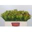 product/img.floraplaza.nl/LLEUSAFG5-LIVE_fotos-0xDA6AB3845C1BDD11CC3D99F1B6E1CD7234D8383E.jpg