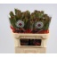 product/img.floraplaza.nl/LLEUSAFG7-LIVE_fotos-0xB2439E84B84110462658CDFD8BB33BF3A67176A6.jpg