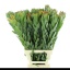 product/img.floraplaza.nl/LLEUSAFG8-LIVE_fotos-0x19D6C883F2C940BB5DF9987524D9D014340A39AD.jpg