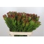 product/img.floraplaza.nl/LLEUSAFG8-LIVE_fotos-0xA9BA99F184757B3E08F4A682A78932A8CB9503FD.jpg