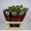 product/img.floraplaza.nl/LLEUSAFG8-LIVE_fotos-0xB37397E2781E41A3116F5B44BB48B1F334DCC95F.jpg