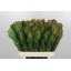 product/img.floraplaza.nl/LLEUSAFG8-LIVE_fotos-0xCB2FCE0D91CAC0C8E40BE91B3ACFFF8F49E19449.jpg