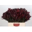 product/img.floraplaza.nl/LLEUSAFS6-LIVE_fotos-0x0EBF13C942D645364881F02AF8616D9B60DE4417.jpg