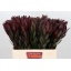 product/img.floraplaza.nl/LLEUSAFS6-LIVE_fotos-0x3A728CCB4DAD715008A8189E8AB3E63672A3A042.jpg