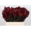 product/img.floraplaza.nl/LLEUSAFS6-LIVE_fotos-0x7CBC42B40F7CCA091F1795DF0C112E73DA568E3D.jpg