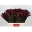 product/img.floraplaza.nl/LLEUSAFS6-LIVE_fotos-0xAB23C5B9C79941F2C94977DBC0A13C70EBF15B14.jpg