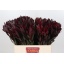 product/img.floraplaza.nl/LLEUSAFS6-LIVE_fotos-0xAC4661F399BFDEA0B358241BE071E6B2430FAB81.jpg