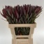 product/img.floraplaza.nl/LLEUSAFS6-LIVE_fotos-0xD2EFE952521BFEB54A03FF79B821D1B1EF8325A6.jpg