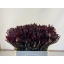 product/img.floraplaza.nl/LLEUSAFS6-LIVE_fotos-0xF3B43ADF7C079A57B4907C71679CDA5F2C4514E0.jpg