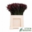 product/img.floraplaza.nl/LLEUSAFS7-LIVE_fotos-0x68C29D0AB9436C81DD9D3DDB25C2B58ED9E9909F.jpg