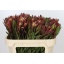 product/img.floraplaza.nl/LLEUSAFS7-LIVE_fotos-0x71661364A85F5E5DA774353B8D8FEAC2786AC512.jpg