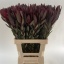 product/img.floraplaza.nl/LLEUSAFS7-LIVE_fotos-0xABFF4E0DDACBB7F12610A1172E2A99963A18FE5B.jpg