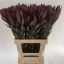 product/img.floraplaza.nl/LLEUSAFS7-LIVE_fotos-0xC3F368E84CED0D6B68B0F4CB9684C7333E6402C2.jpg