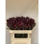 product/img.floraplaza.nl/LLEUSAFS7-LIVE_fotos-0xD2D8E78F60BDEE32238D711417CEB2DD9B582DF2.jpg