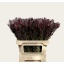 product/img.floraplaza.nl/LLEUSAFS8-LIVE_fotos-0x0A01D1F0F6C9A84414D158DDD940F999B1F2063C.jpg