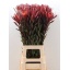 product/img.floraplaza.nl/LLEUSAFS8-LIVE_fotos-0xC766B8CBCF87053D403B1DDC009EAC6CA92C9B1D.jpg