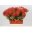 product/img.floraplaza.nl/LLEUSUC5-LIVE_fotos-0xE59EAEBB605A007B4BE3D0FF87D6609BBC1562B1.jpg