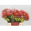 product/img.floraplaza.nl/LLEUTAN4-LIVE_fotos-0xB737B996C220ADFF324F8FE3C2BC55A76AE89B67.jpg