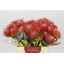 product/img.floraplaza.nl/LLEUTAN4-LIVE_fotos-0xE9C46062B5B9B5A8BFD675849B57E9E8EBBC7AA1.jpg