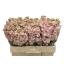 product/img.floraplaza.nl/LLEVAIDAPR-LIVE_fotos-0x41463B12F2B8F4BDBD383C513ECA44A7A517D6B7.jpg