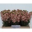 product/img.floraplaza.nl/LLEVAIDAPR-LIVE_fotos-0xC1D9A208CC9F172674DA5BF9F5B13EFFF3030EF4.jpg